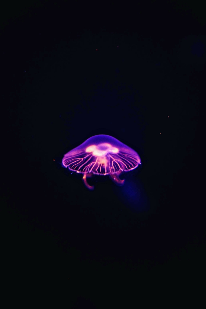 Jellyfish