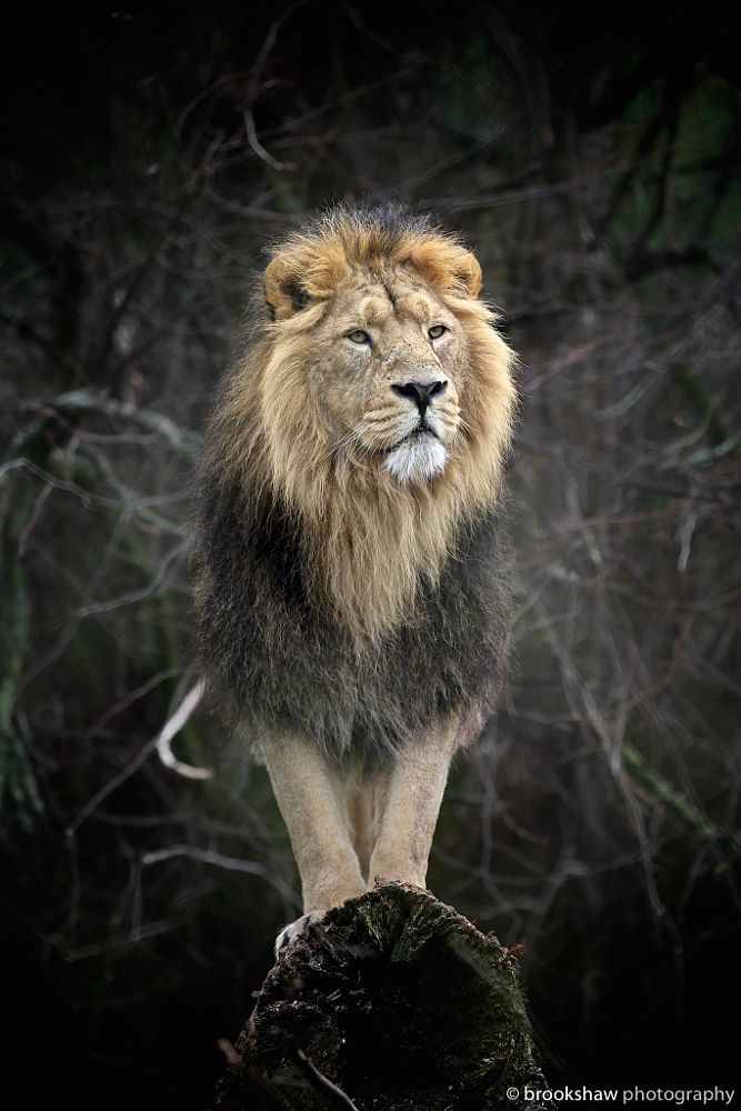 Wild Animal