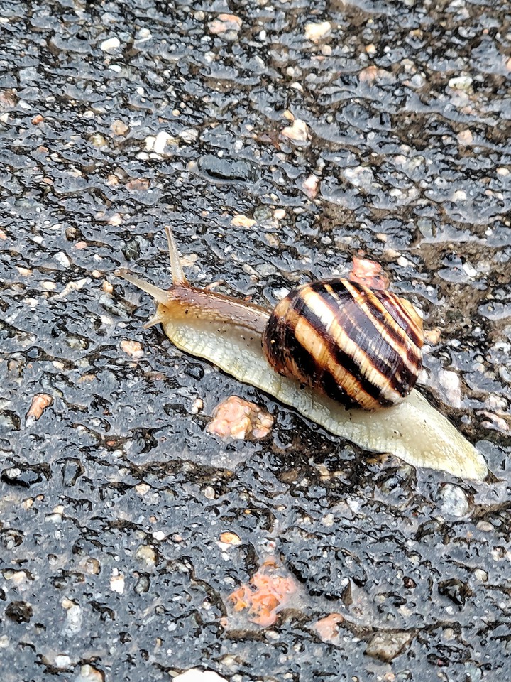 Snail