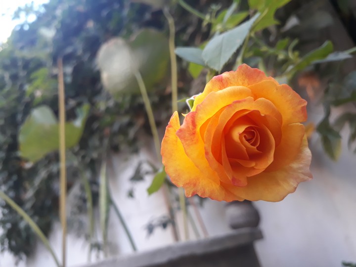 beautiful flowers