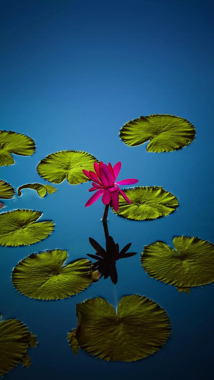 lotus