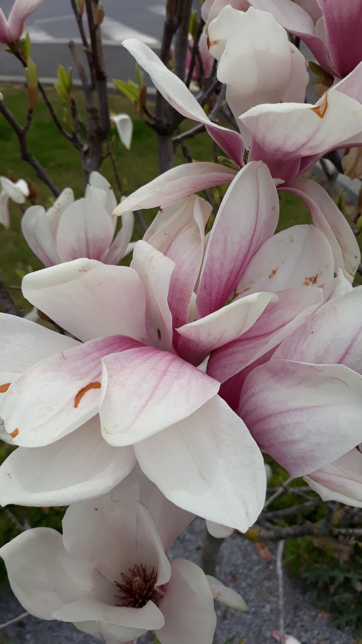 Magnolia**