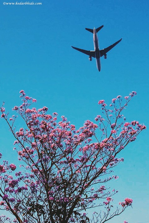 Spring Blossoms ???