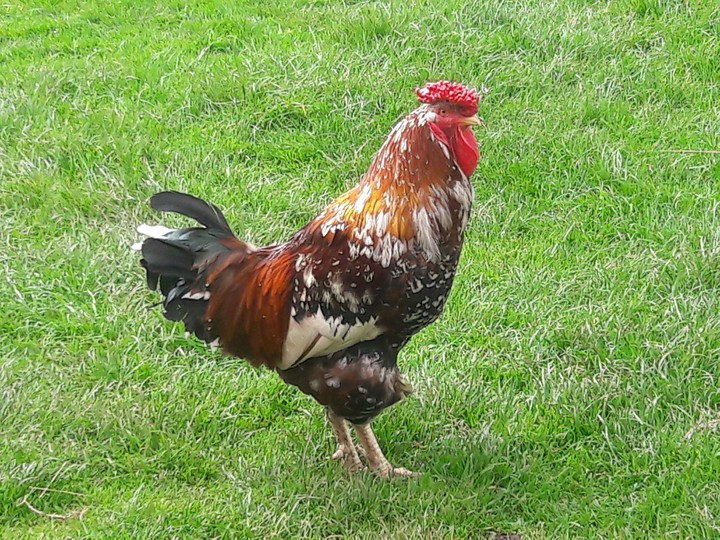 Elegant rooster