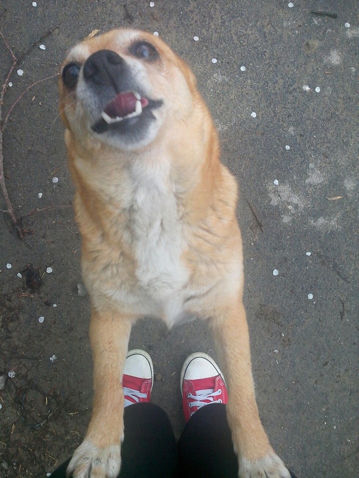 My dog - Bella