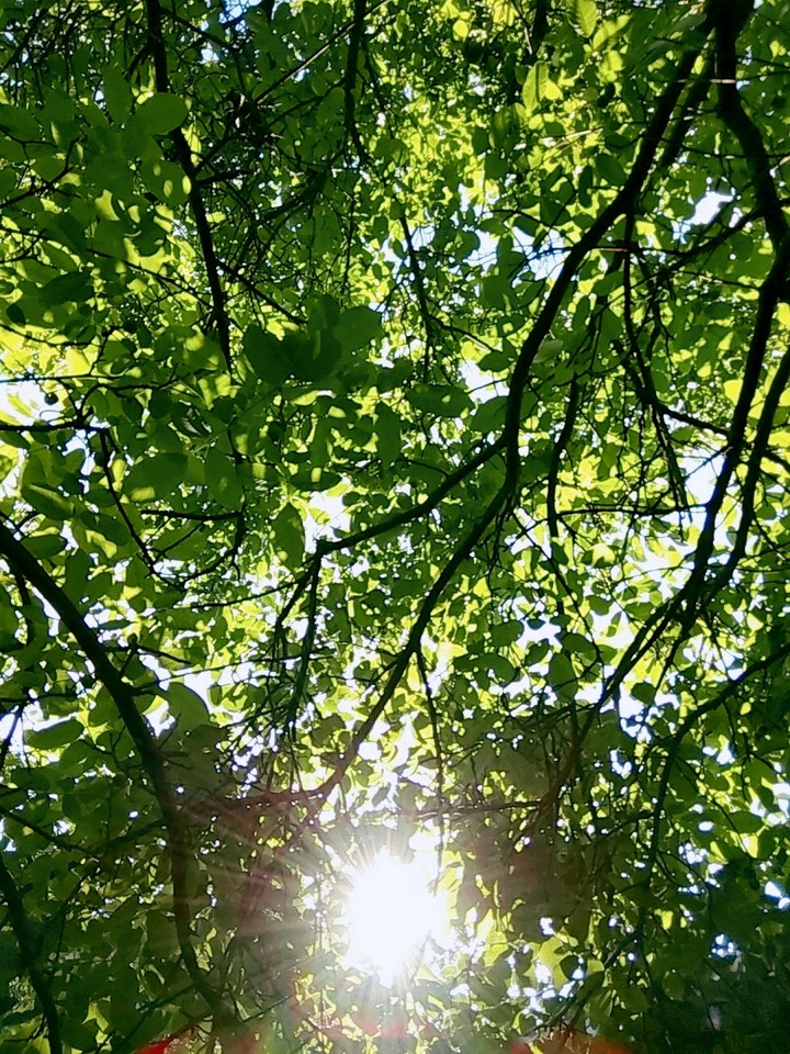 tree