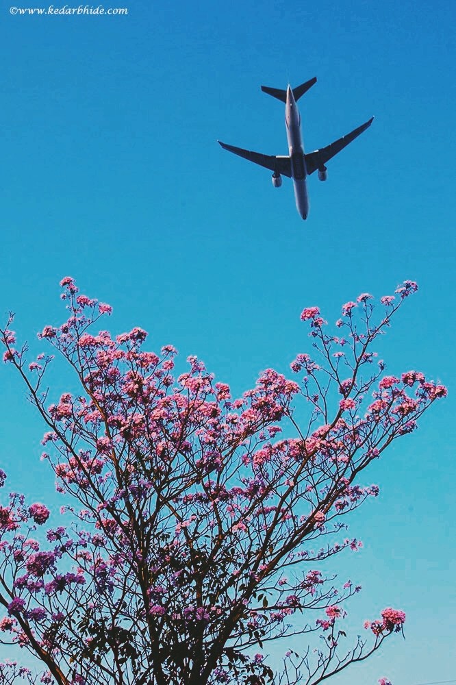 Spring Blossoms ???
