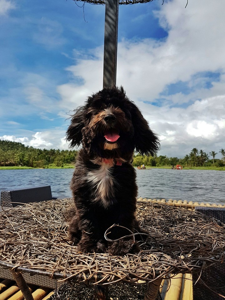 Oreo