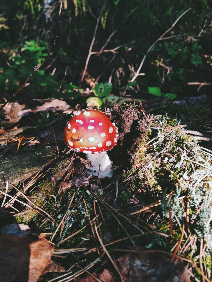 Fly Agaric