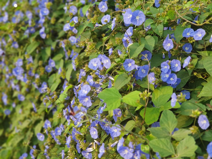 blues