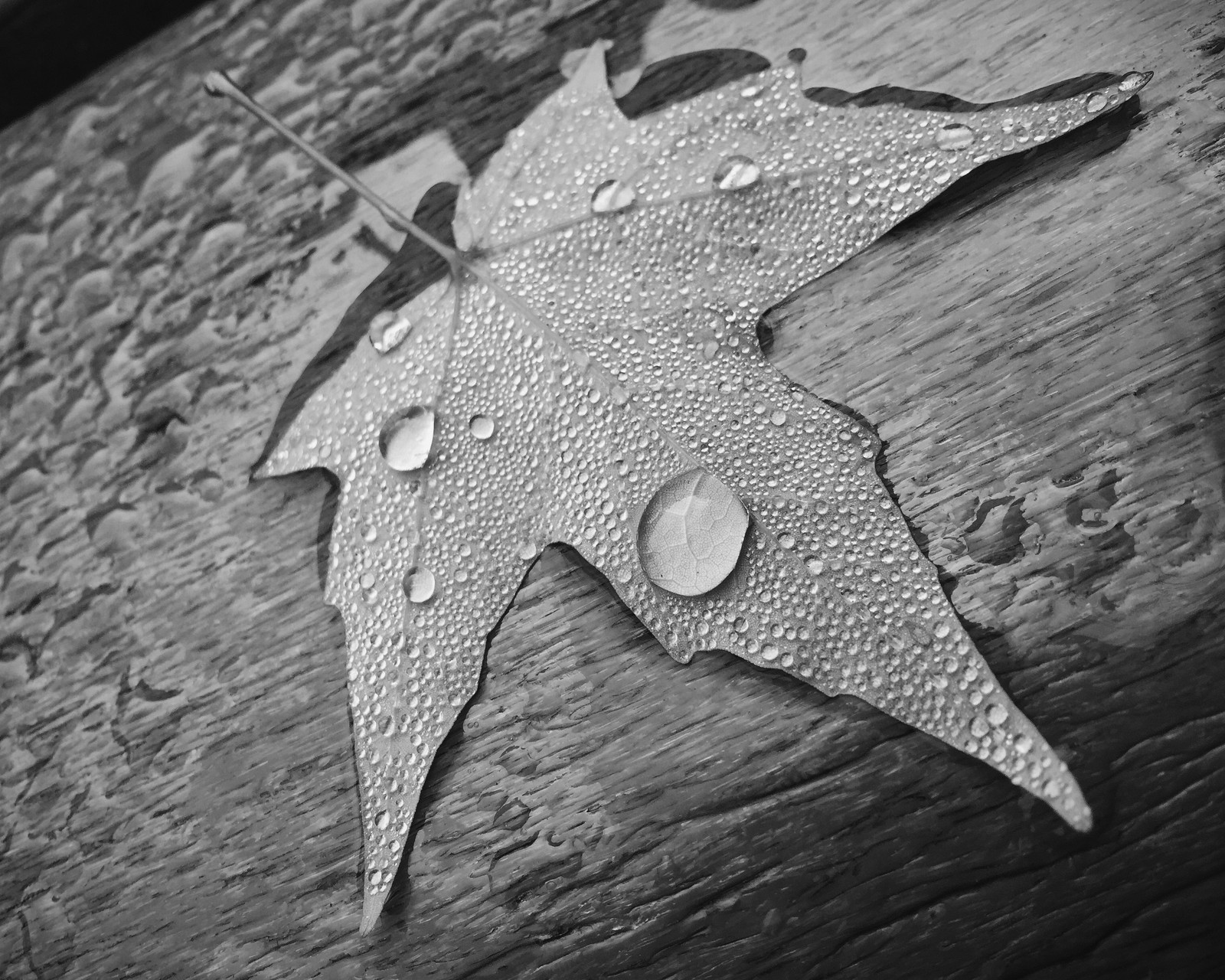 Leaf