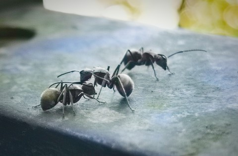 tapety organism, ant