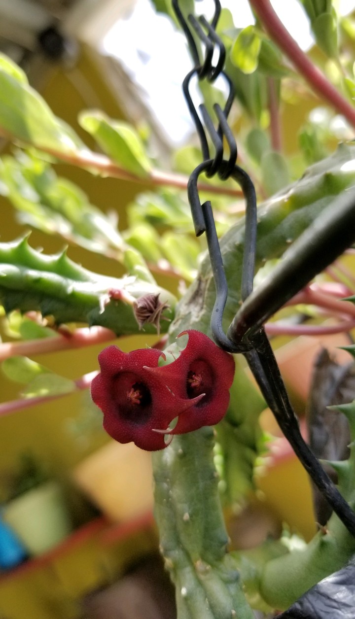 Cactus