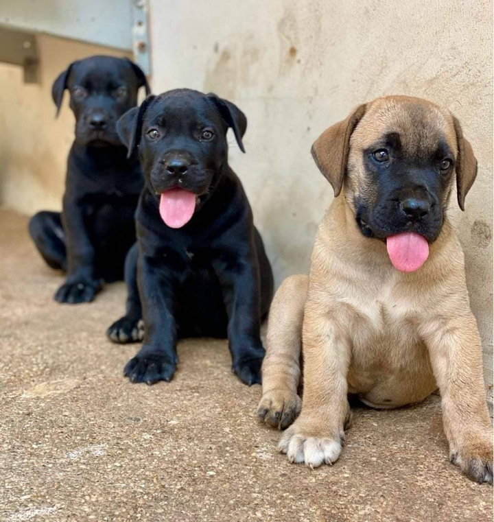 3 friends
