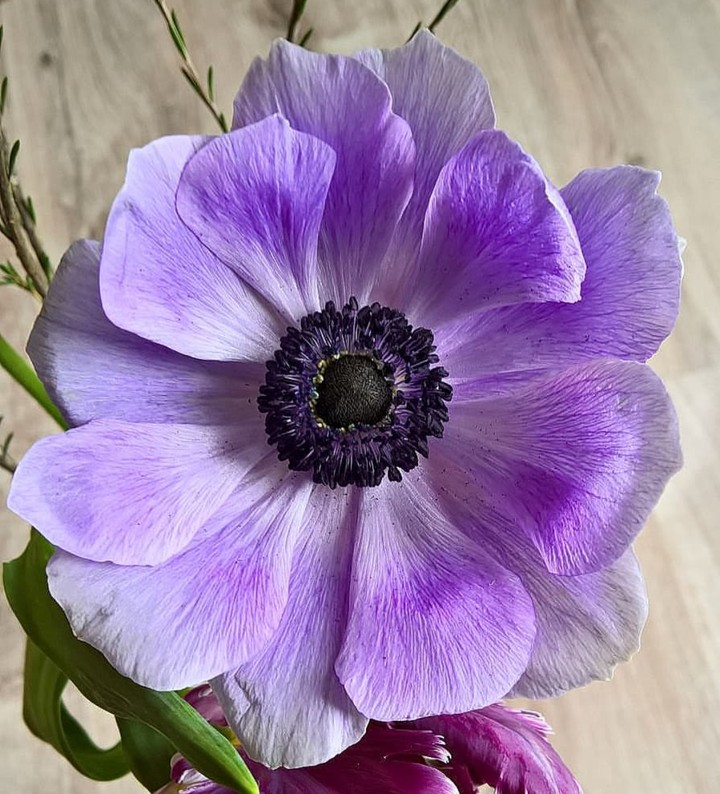 anemone sasanka
