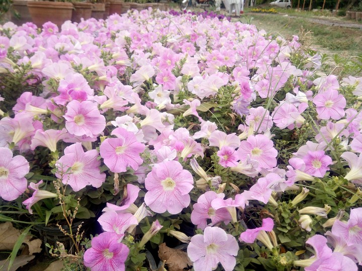 Pink at its best