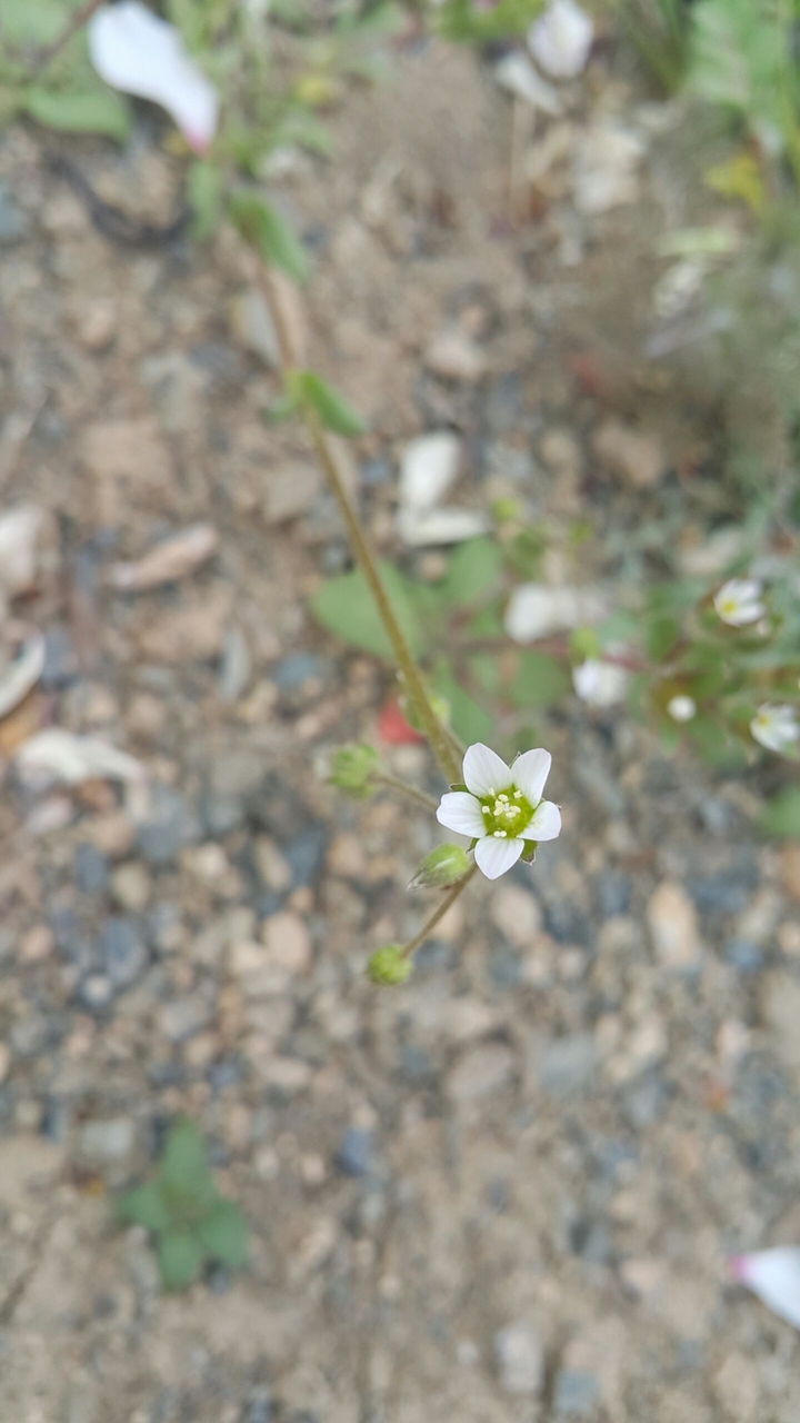 white flower