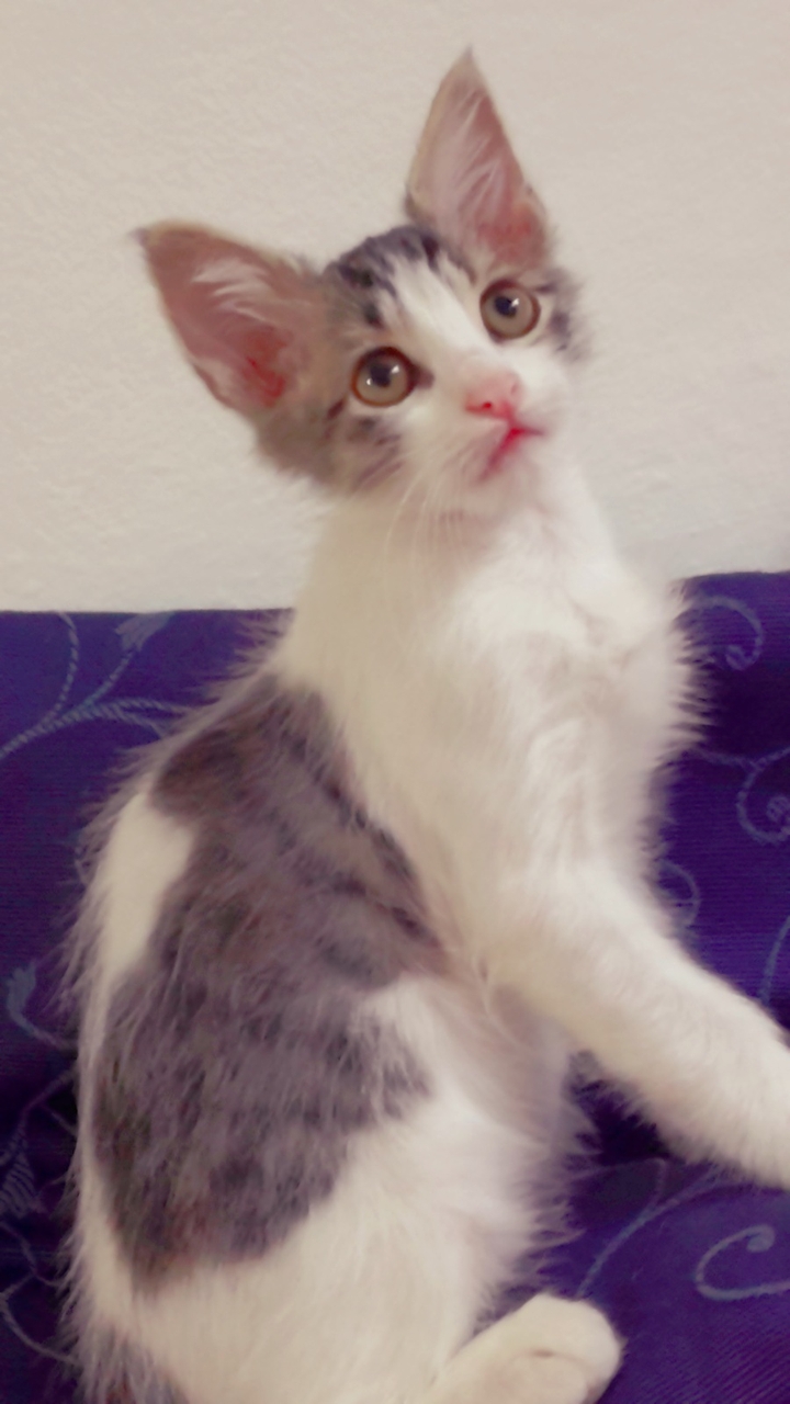 Leon