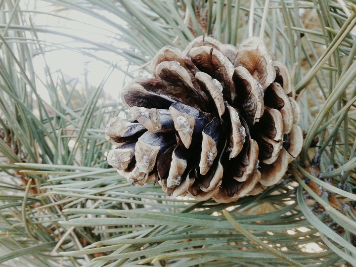pinecone