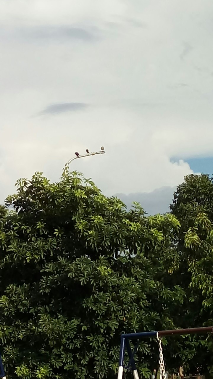 birds