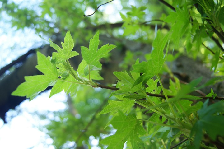 Atatürk arboretumu