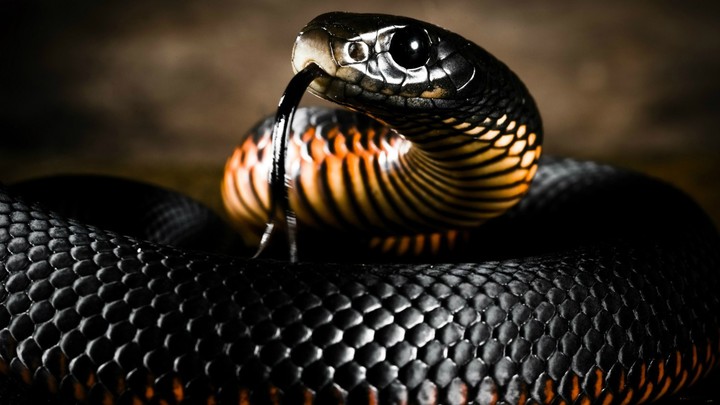 snake