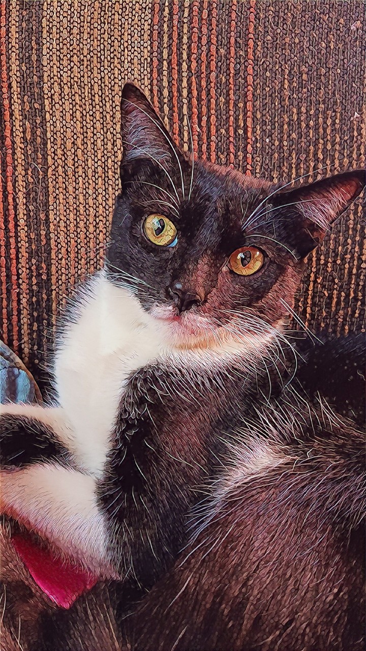 Beautiful Cat