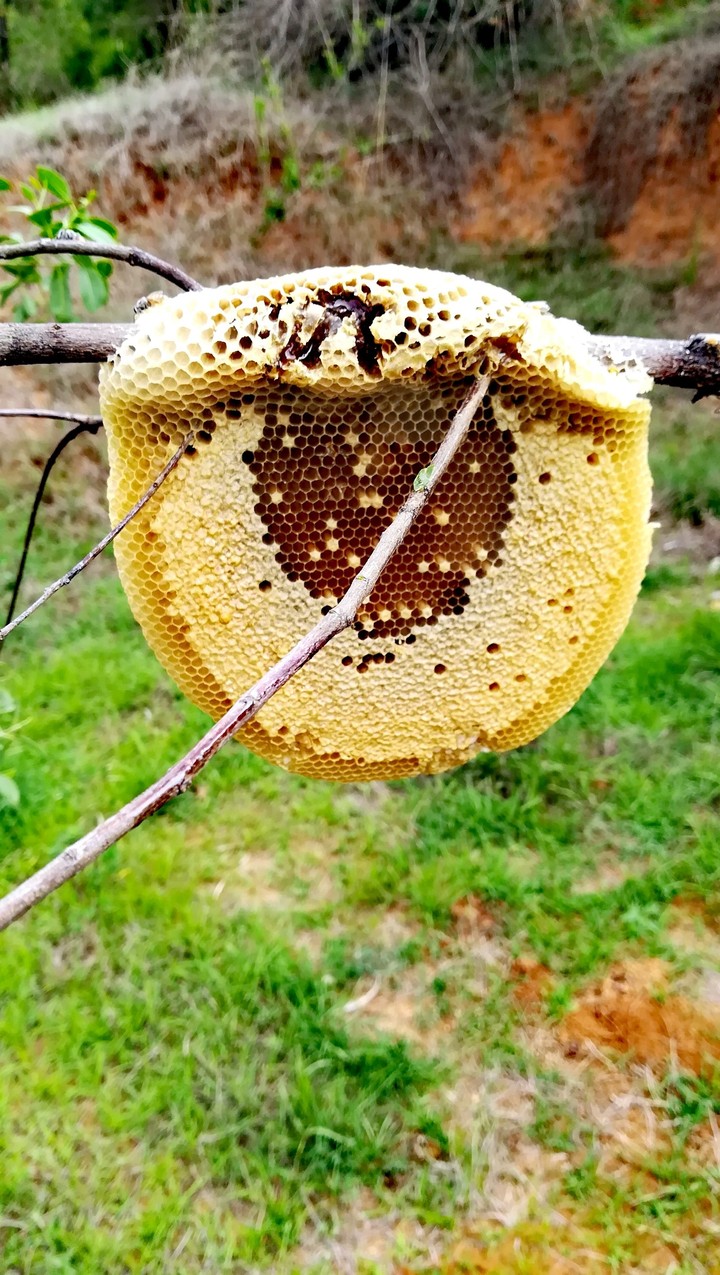 Honey ?