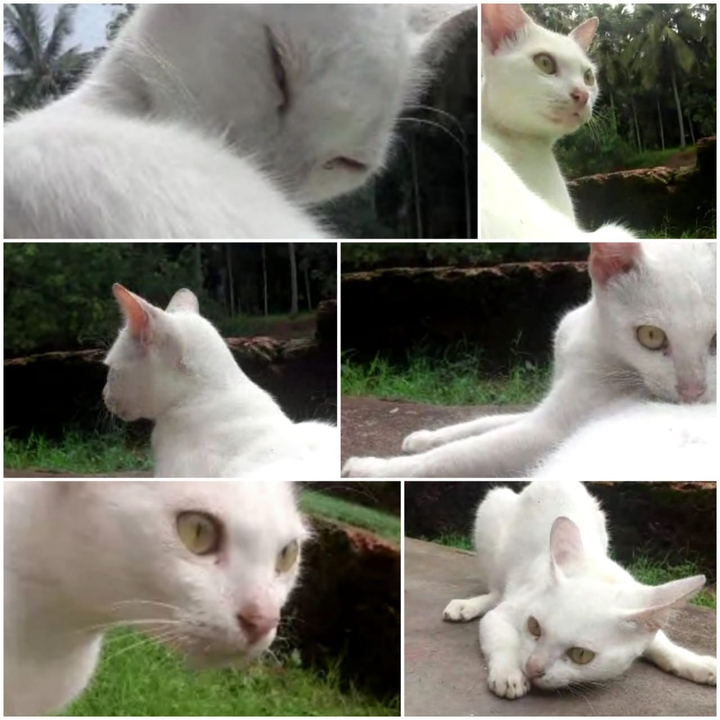 white cat