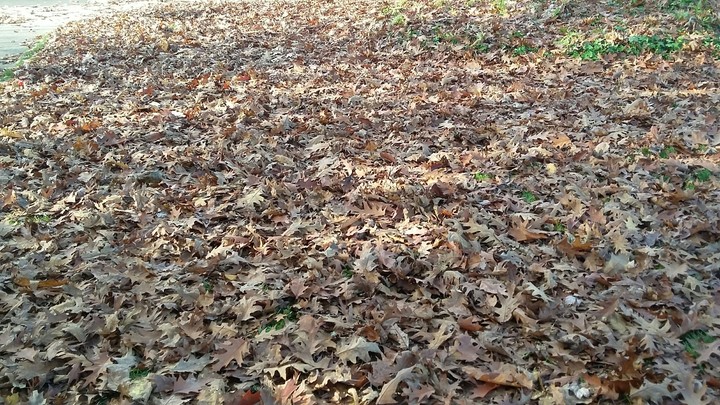 Crisp Leaves