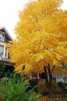 Katsura Tree