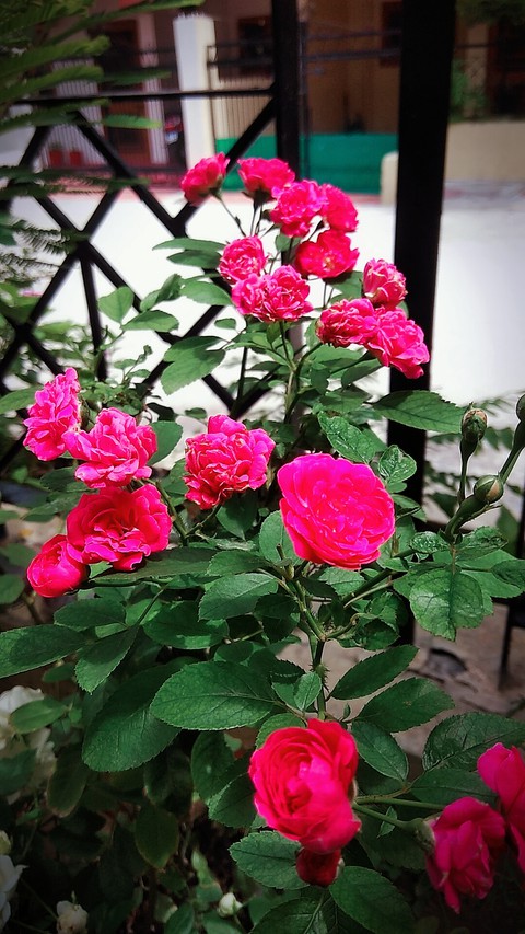 bloom