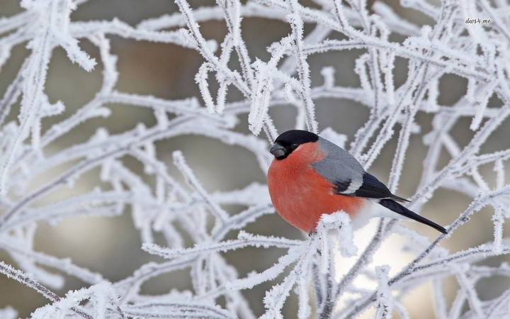bullfinch