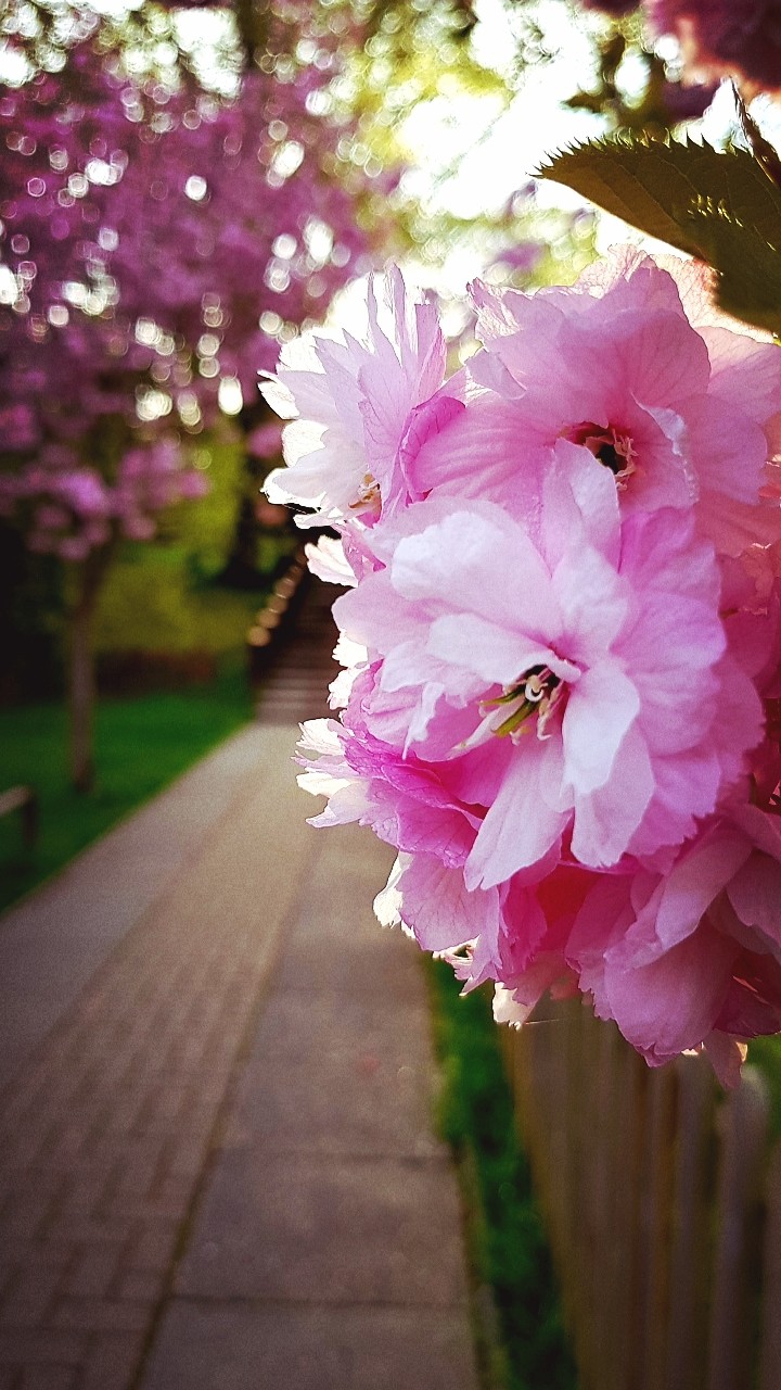 early morning blossoms