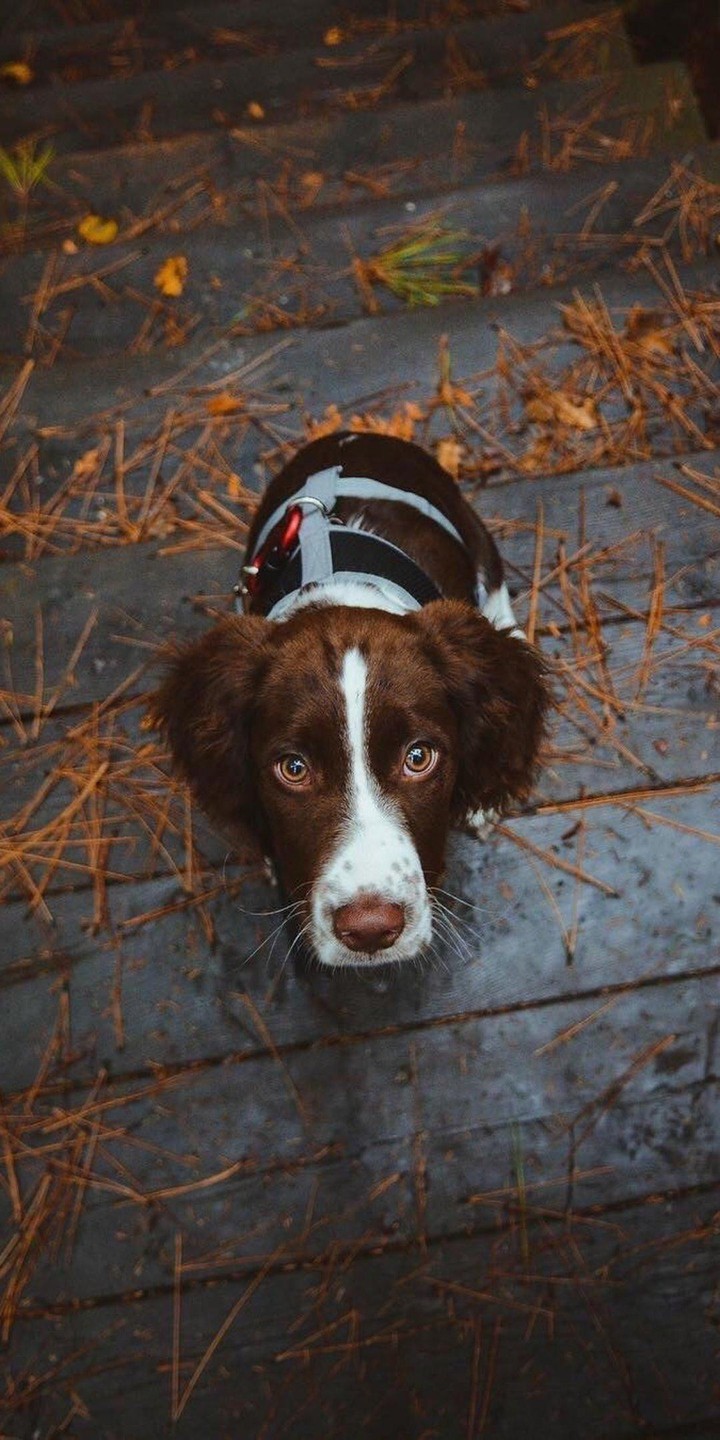 Service Dog