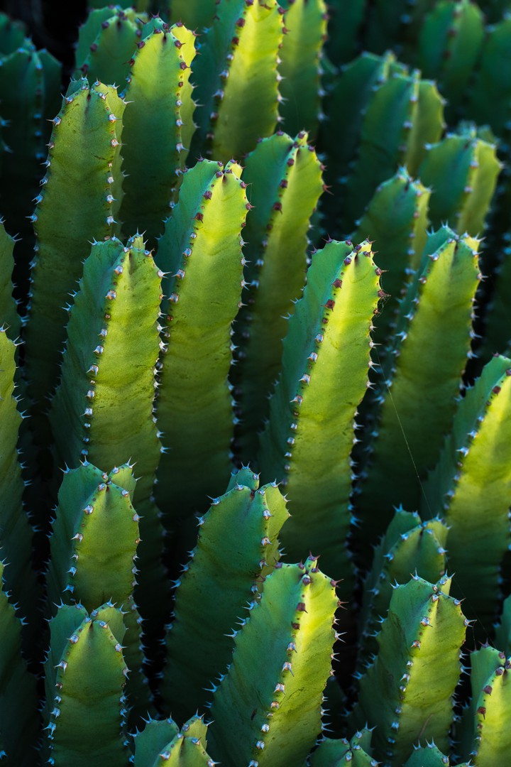 Fat Plant