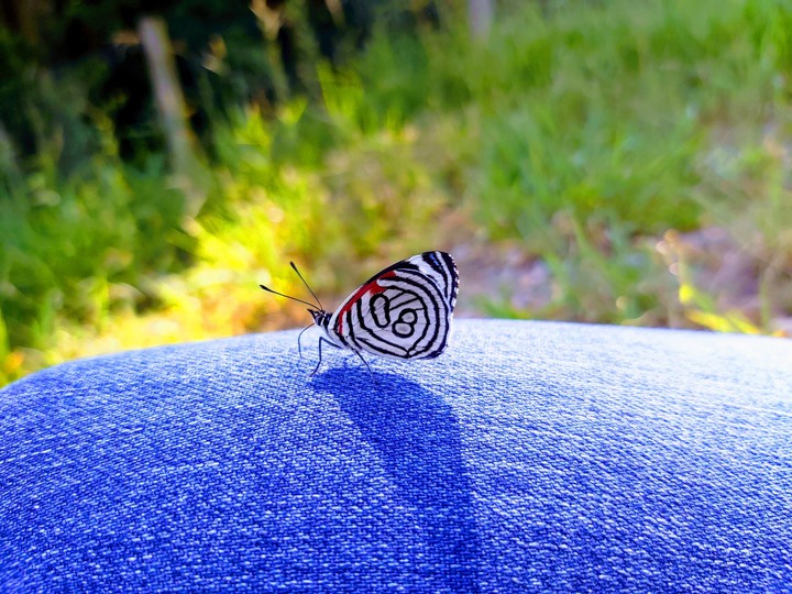 Butterfly