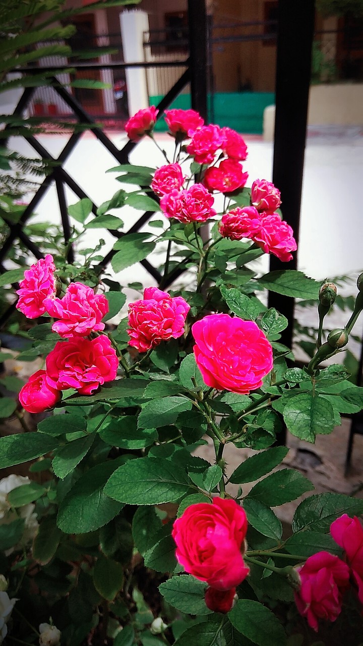 bloom