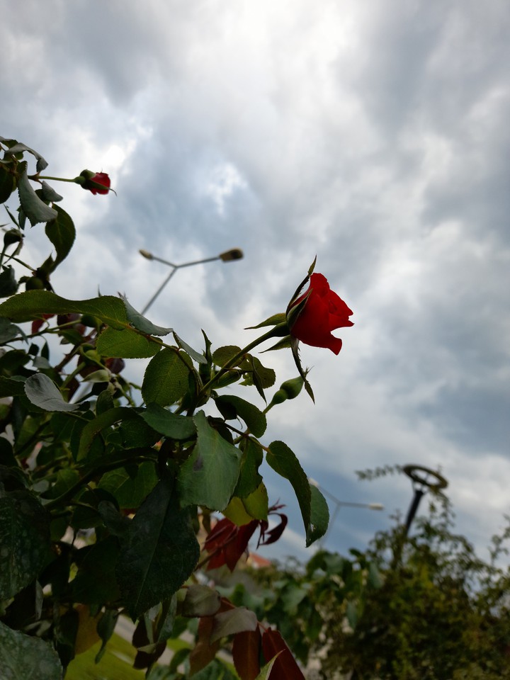 Dark clouds and the rose