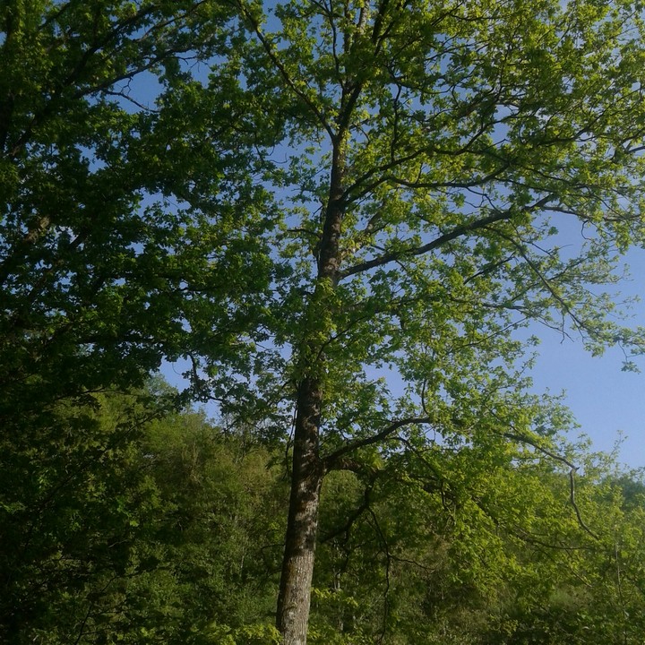 walk with my cat