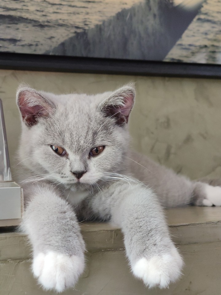 cat