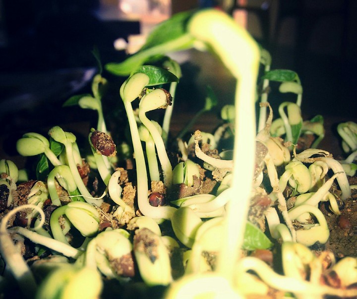 Sprout