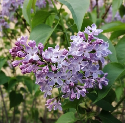 hình nền groundcover, purple