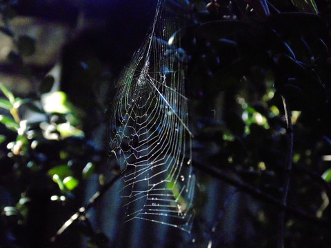 Tela de araña