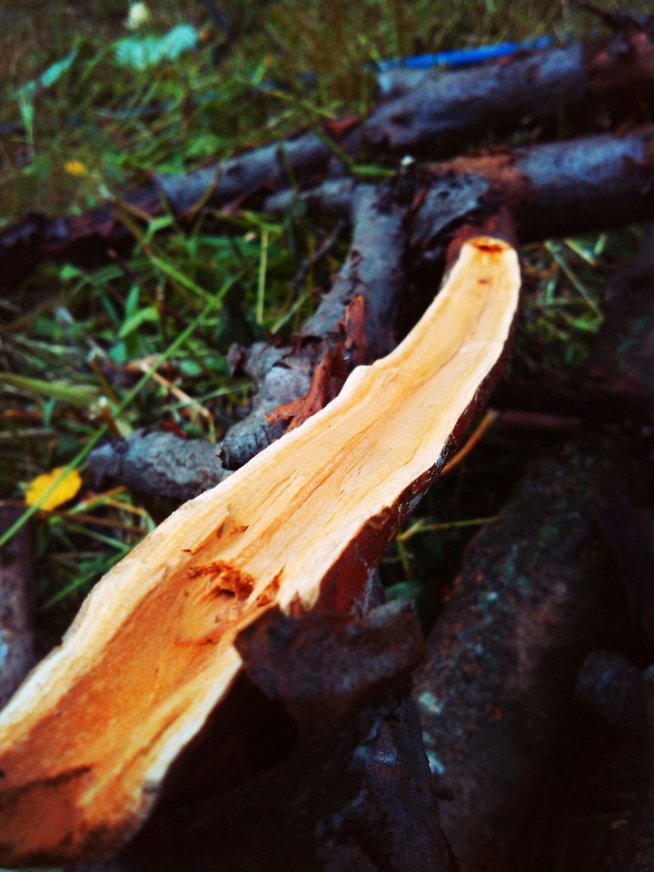 Wood