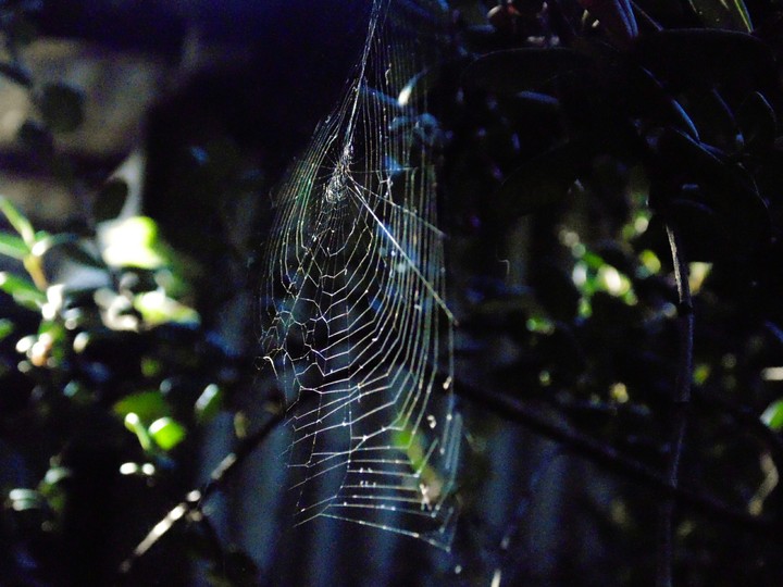 Tela de araña