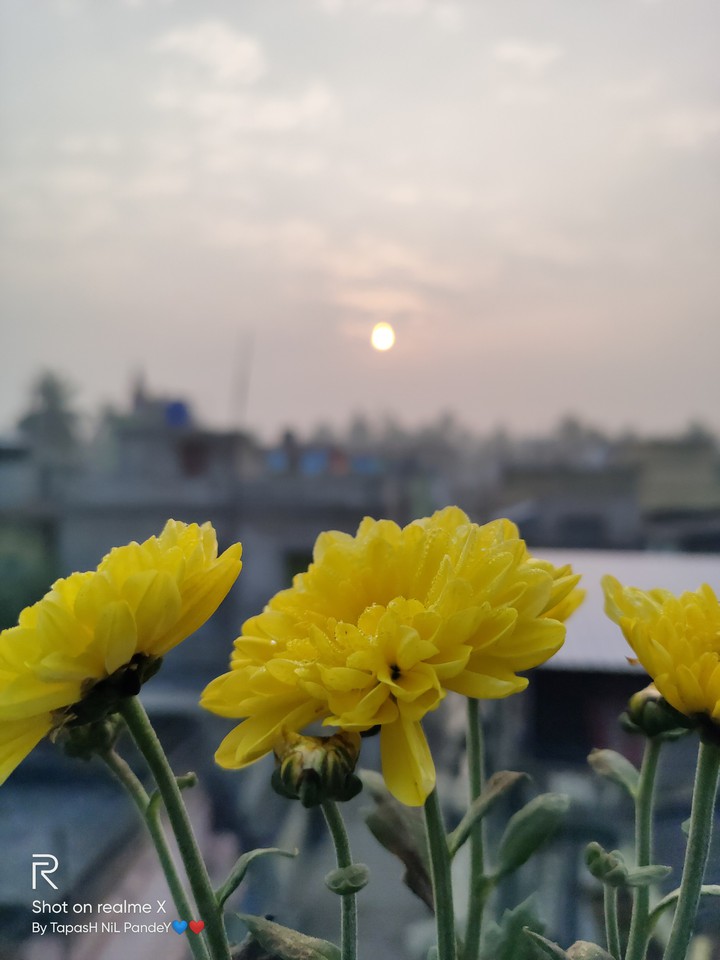 Yellow with Awesome Look. Flowers.. Click : BY ME..