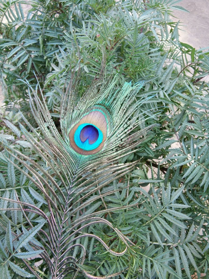 Peacock feather