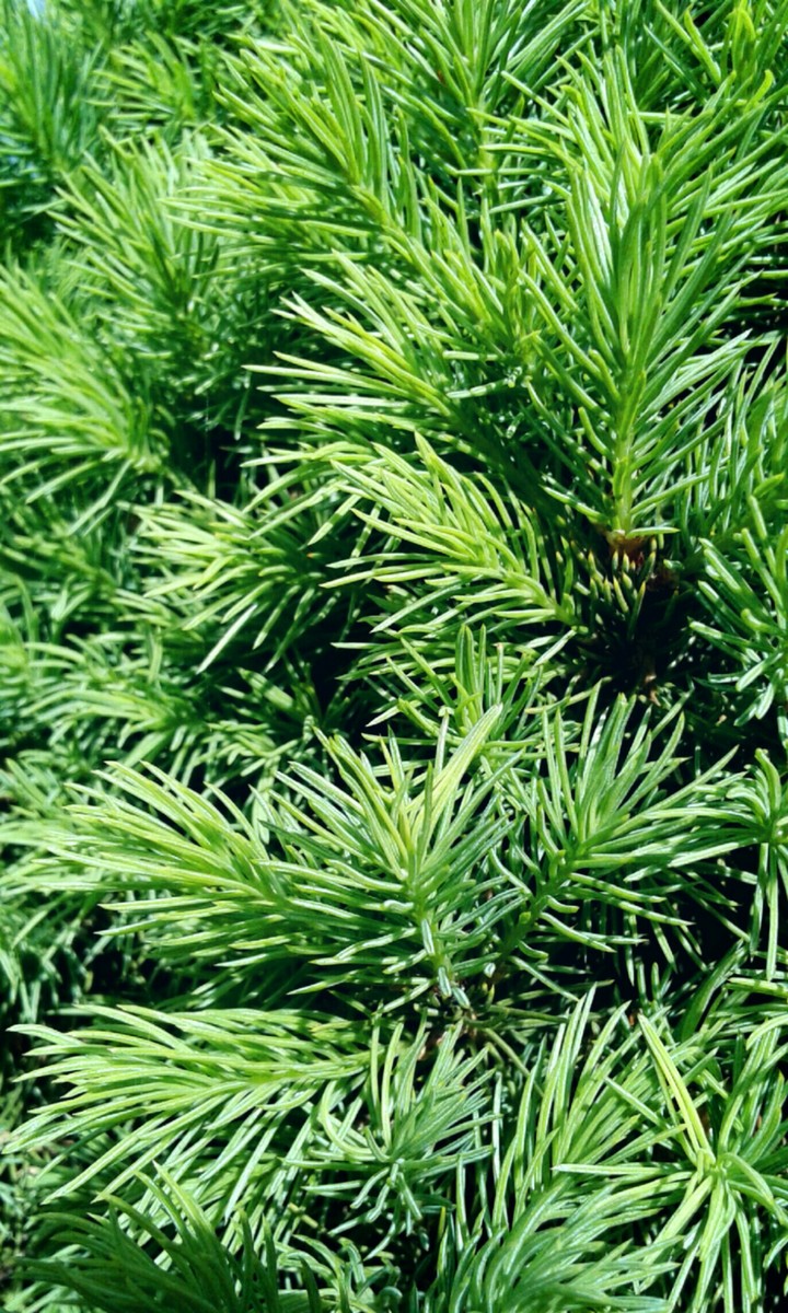 Spruce