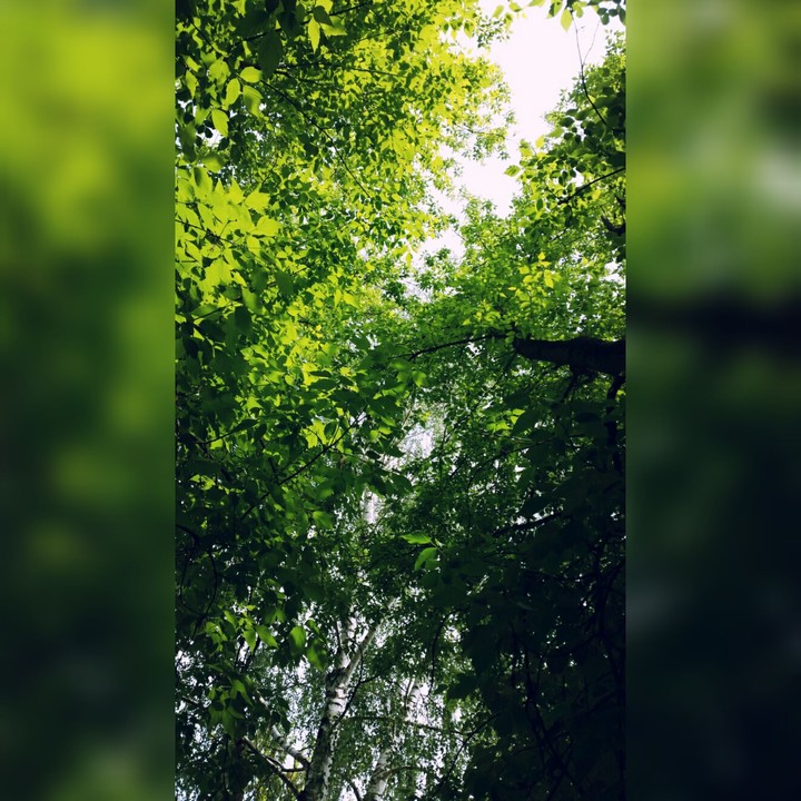 Green tree